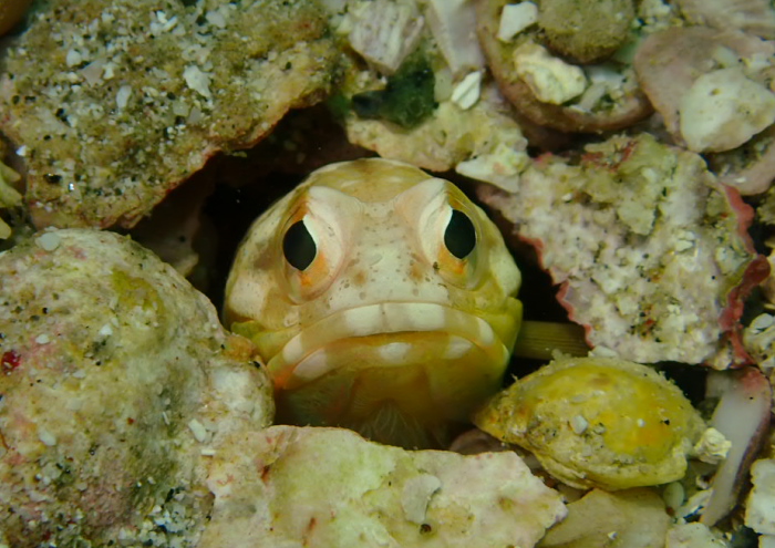 ジョーフィッシュ