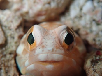 ジョーフィッシュ