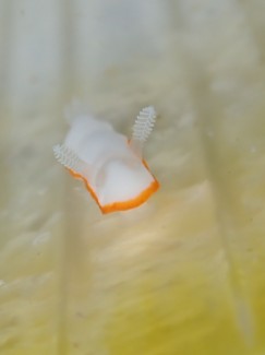 ボンボリイロウミウシ