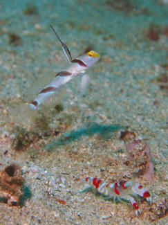 ヒレナガネジリンボウ