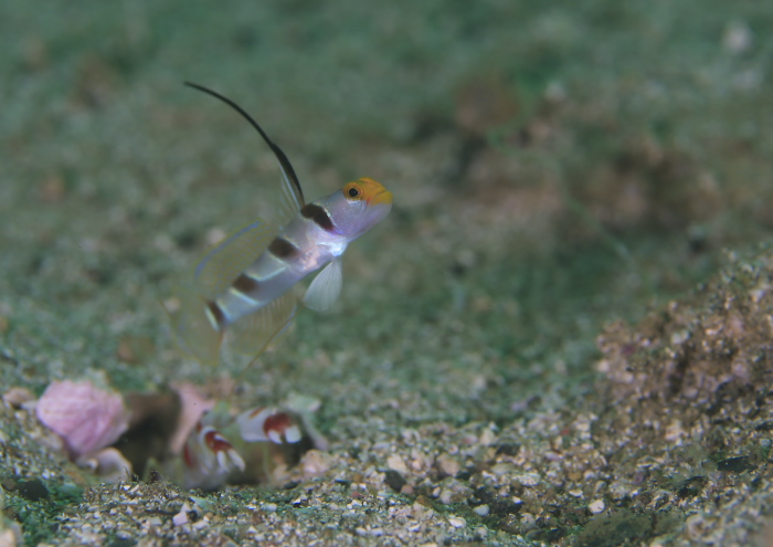 ヒレナガネジリンボウ