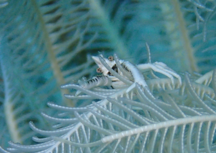 コマチコシオリエビ