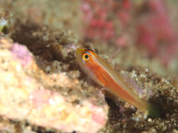 ヒメニラミベニハゼ