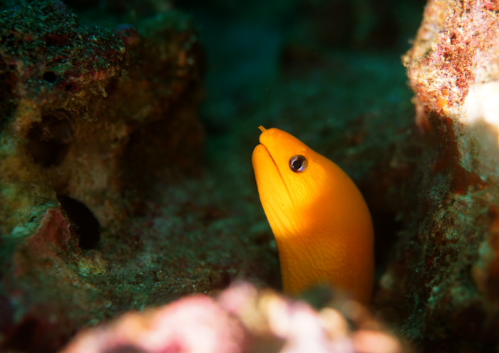 ゴールデンイールモレイ