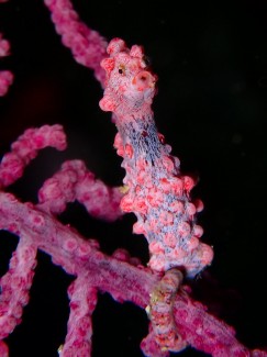 ピグミーシーホース