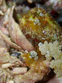 イソギンチャクモエビ