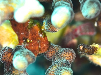 べにカエルアンコウ