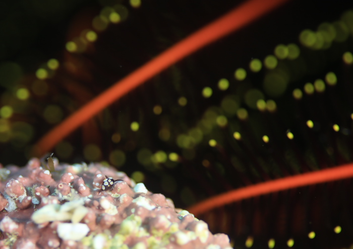 トンプソンコトリガイ