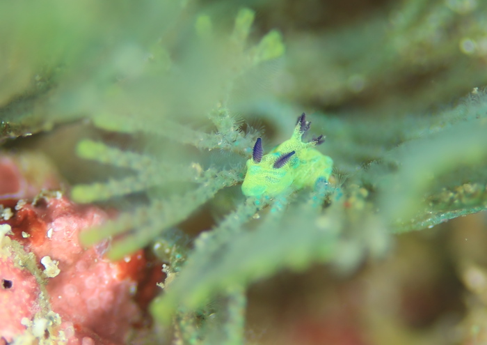 コミドリリュウグウウミウシ