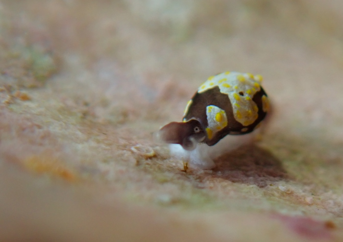 トンプソンアワツブガイ