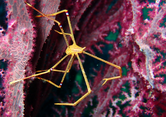 オルトマンワラエビ