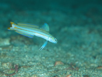 スジクリユリハゼ