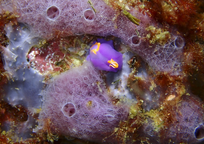 ムラサキウミコチョウ