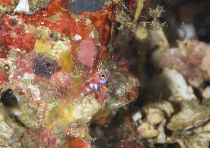 カタボシニシキベニハゼ