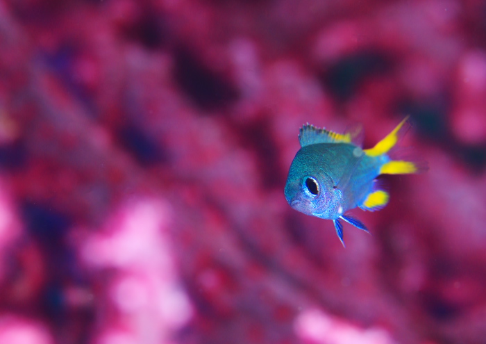 モンスズメダイ