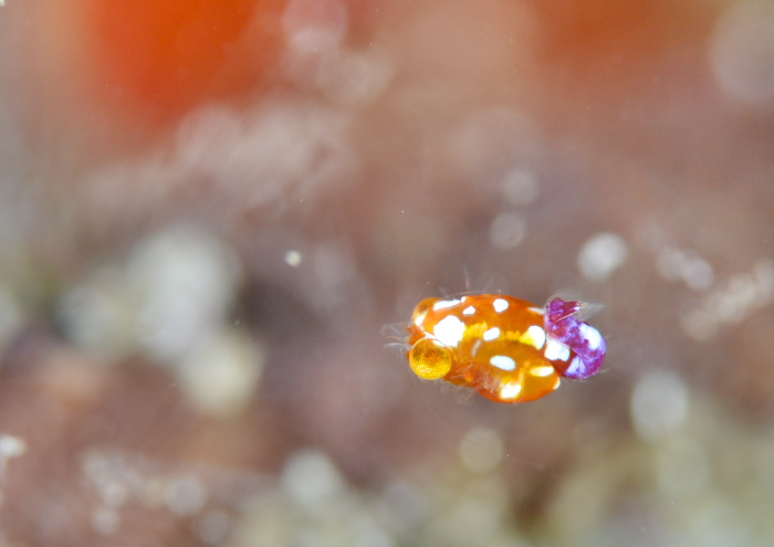 ヒメオオメアミ