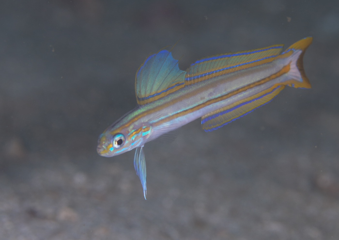 スジクロユリハゼ