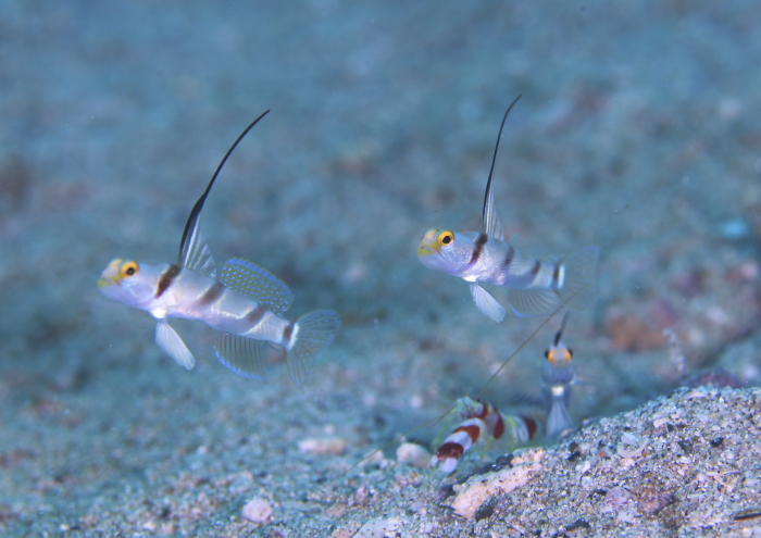 ヒレナガネジリン