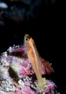 ヒメニラミベニハゼ　　