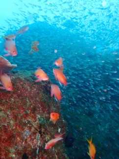 キンギョハナダイ