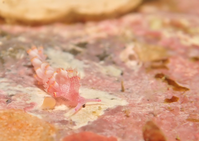 ゴシキミノウミウシSP