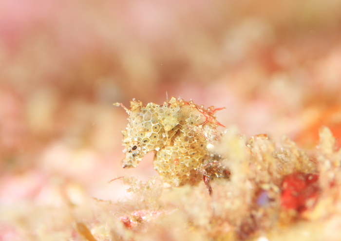 ハチジョウタツ