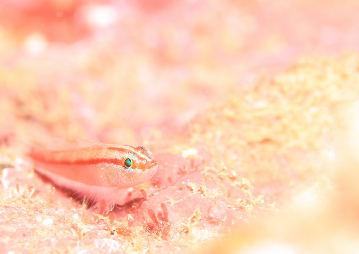 イチモンジハゼ