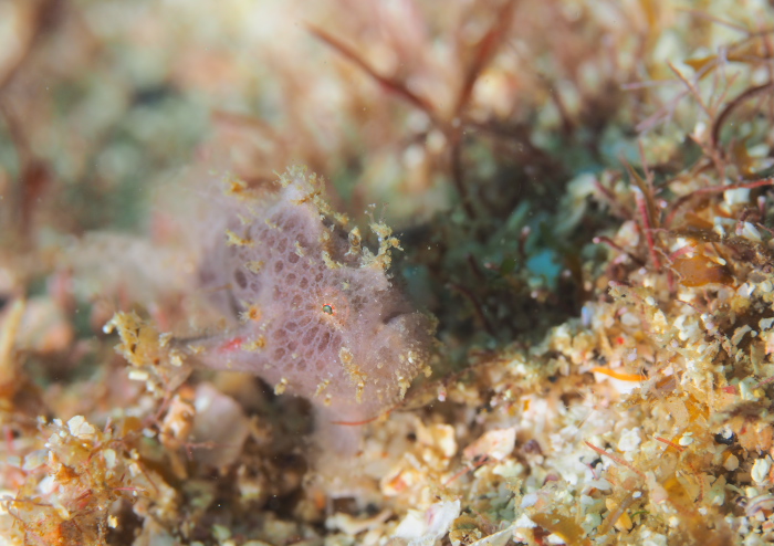 エナガカエルアンコウ」