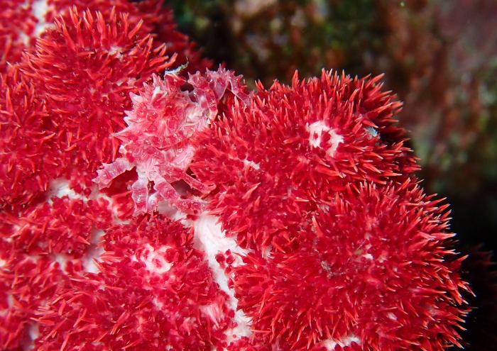 イソコンペイトウガニ