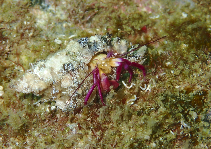 ムラサキゼブラヤドカリ