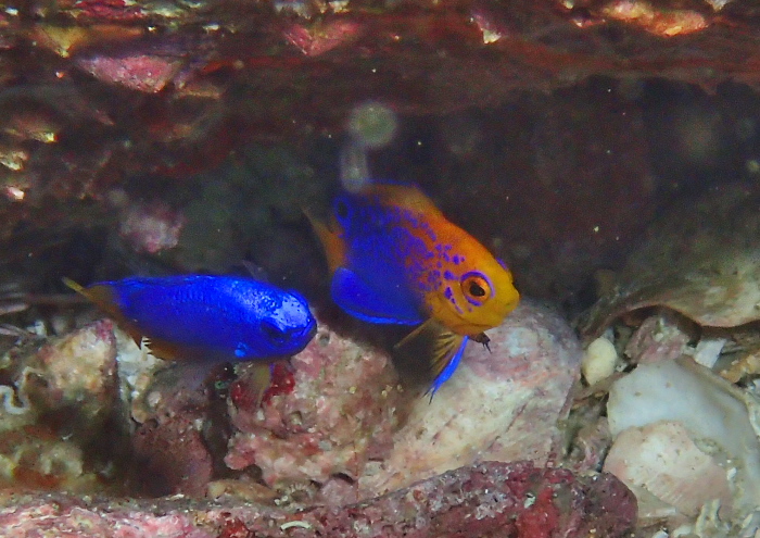 レンテンヤッコ