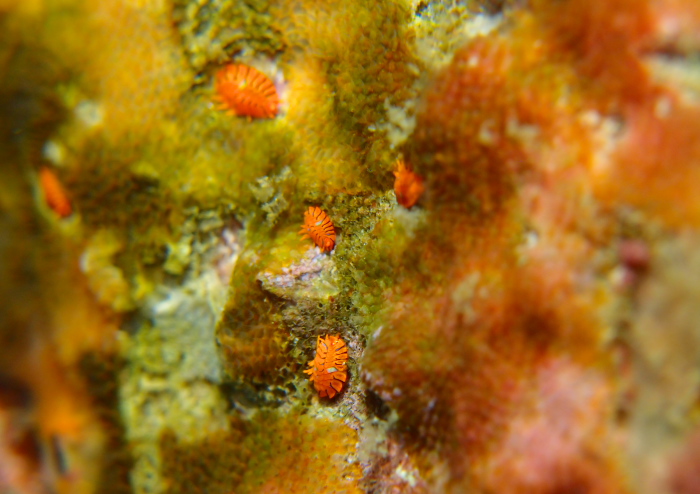 ホムラスベヨコエビ