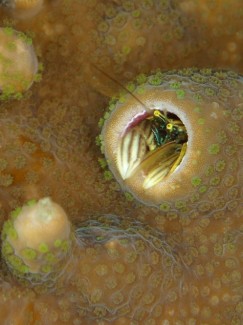 カンザシヤドカリ