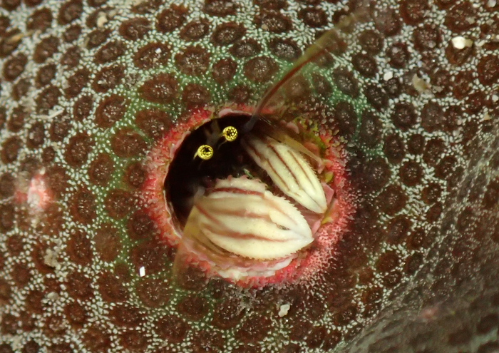 カンザシヤドカリ