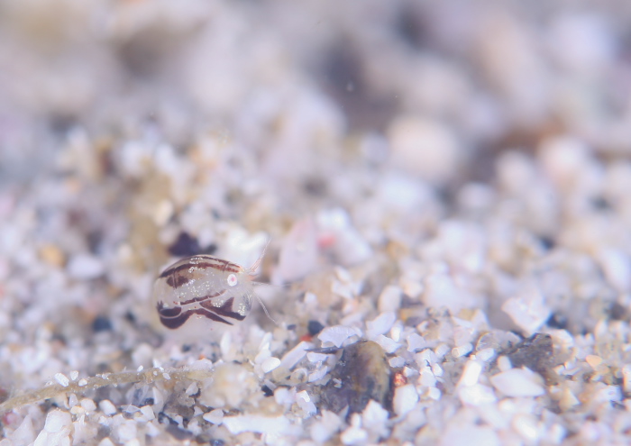 ホソヅメホテイヨコエビ