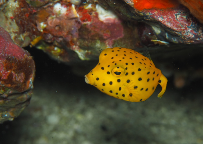 ミナミハコフグ