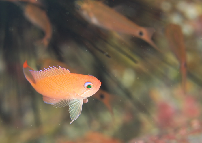 ケラマハナダイ