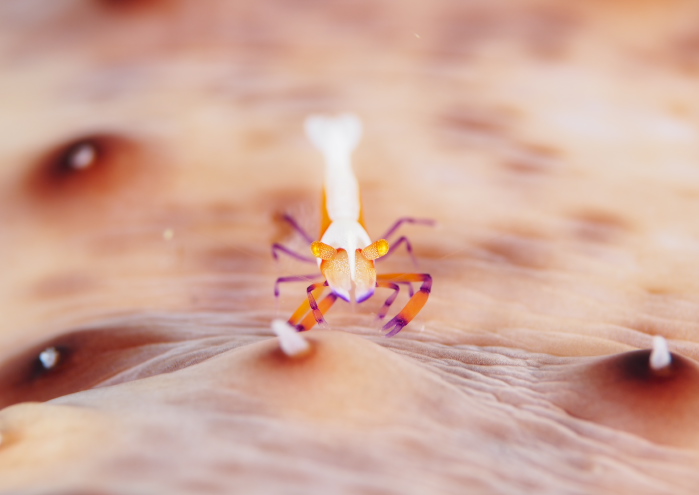 ウミウシカクレエビ