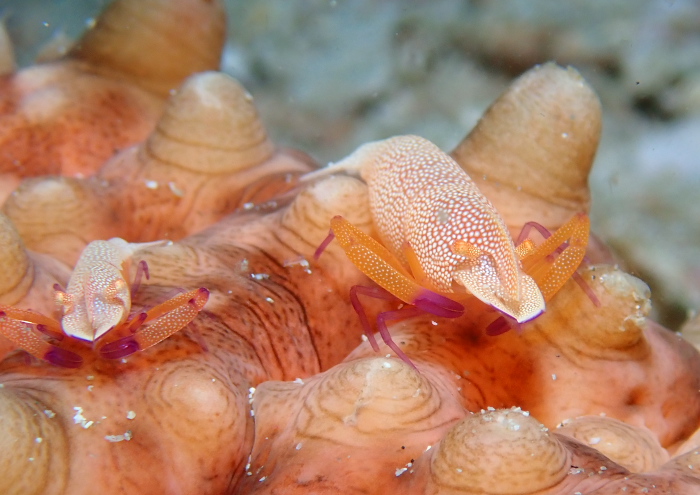 ウミウシカクレエビ