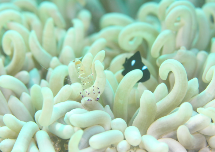 アカホシカクレエビ