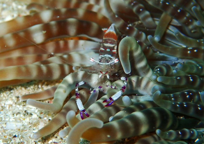 アカホシカクレエビ