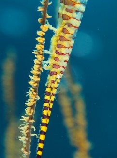 ゴルゴニアンシュリンプ