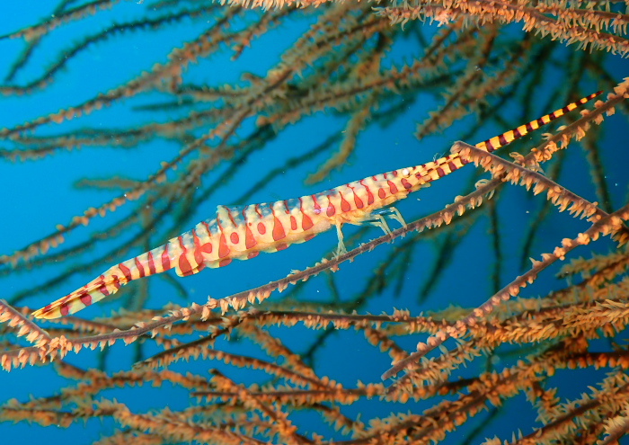 ゴルゴニアンシュリンプ