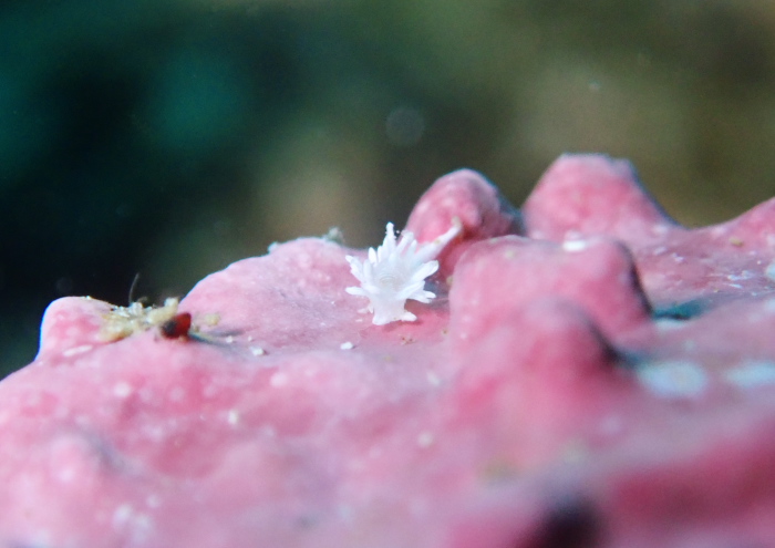 シロイバラウミウシ