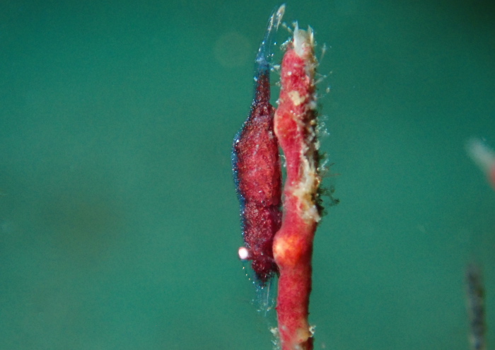 イソバナカクレエビ