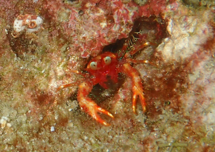 アナモリチュウコシオリエビ