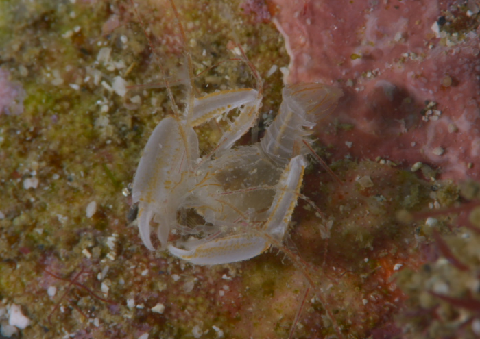 サンゴヒメエビ