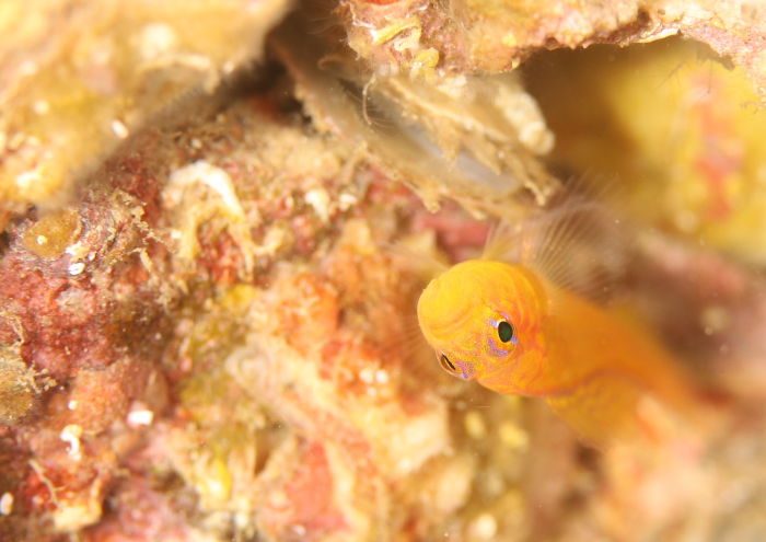 ナガシメベニハゼ