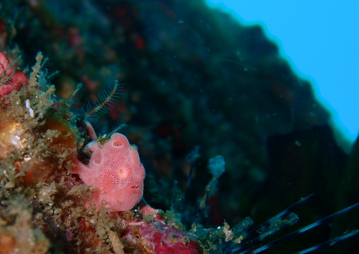 オオモンカエルアンコウ