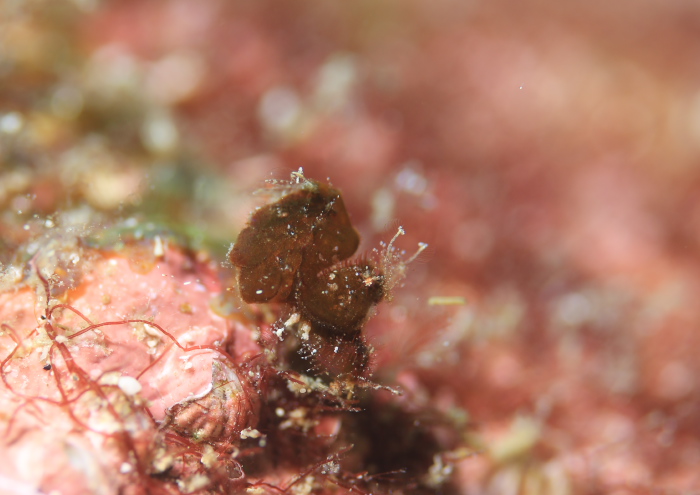 フィコカリス・シムランス2